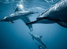 开云体育红利：开启体育娱乐的新纪元